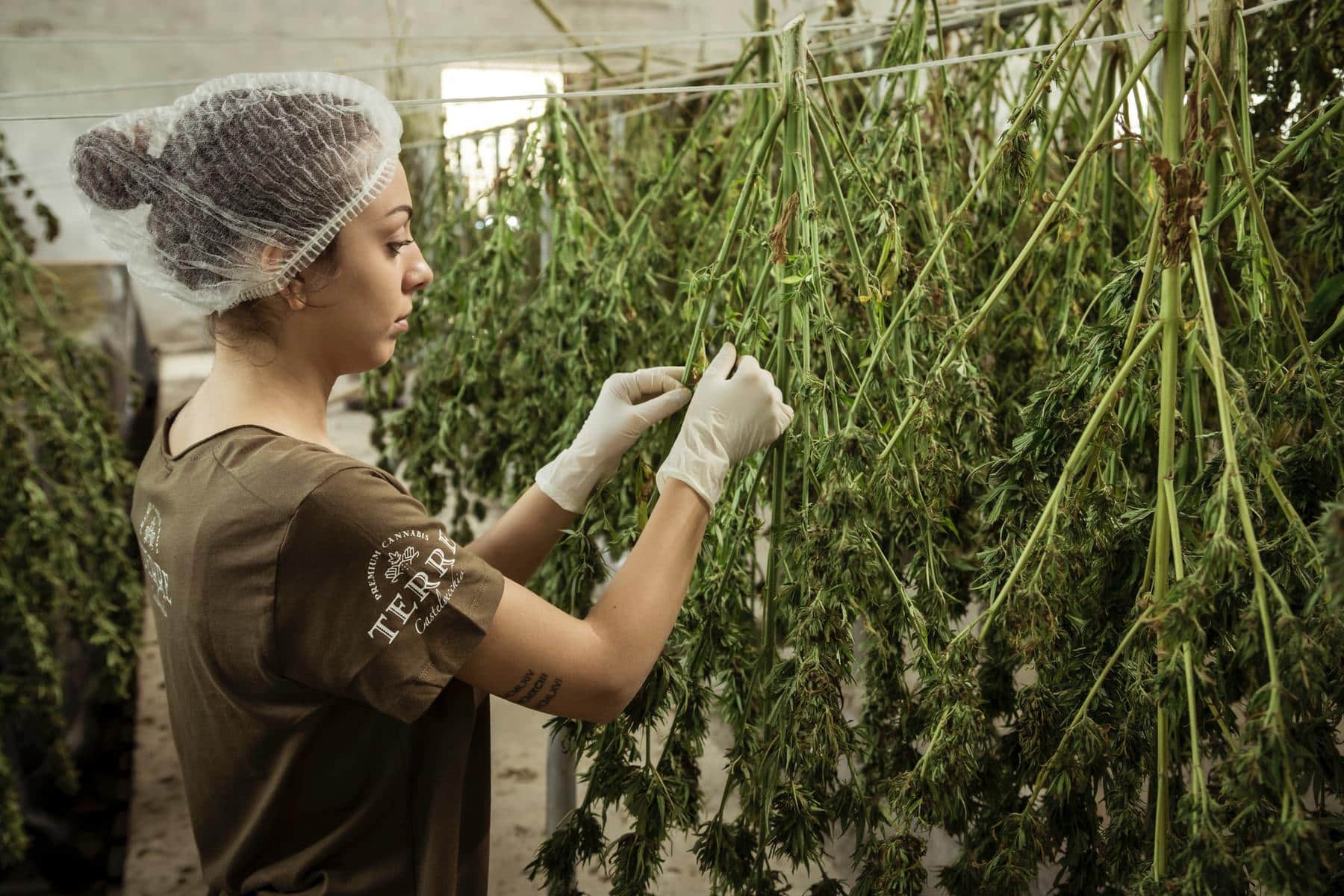 women-in-dry-area-infront-of-upside-down-hanging--weed